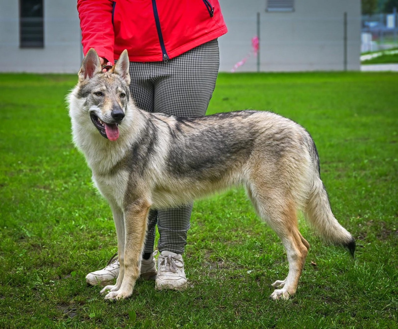 12082025-benassie-vlci-novohradu-je-novy-slovensky-sampion-steniat-gallery-1