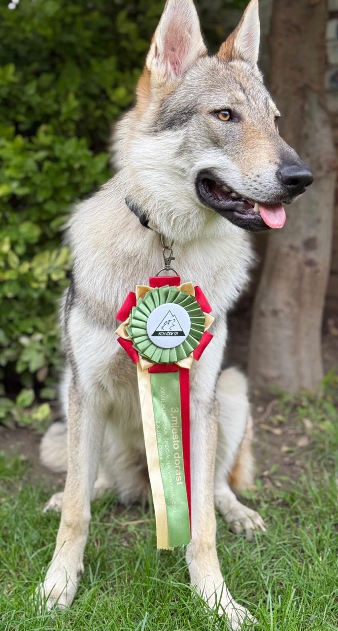 12082025-benassie-vlci-novohradu-je-novy-slovensky-sampion-steniat-gallery-2